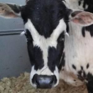 Meet your Posher, Candi